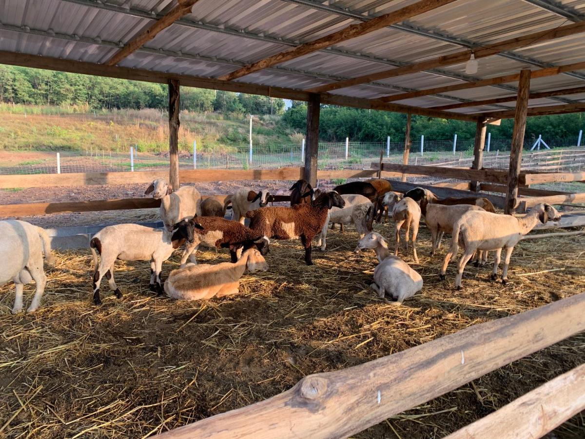 ฟาร์มแกะภูกระดึง Waraporn Valley Ban Nong Tum 外观 照片